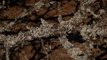 A beautiful branch of an old tree densely covered with moss and lichen. Close-up of large colonies...