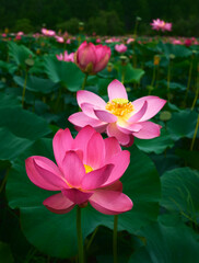 Lotus flower (Nelumbo, Nelumbo nucifera, Nelumbo komarovii)..Beautiful rare blooming lotus