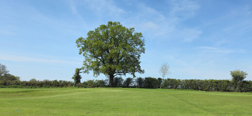 An oak tree in a hedge against a bright blue sky and grass in the front of the tree