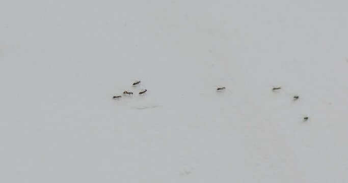 An ant trail used by ants to move their anthill to a new location.
