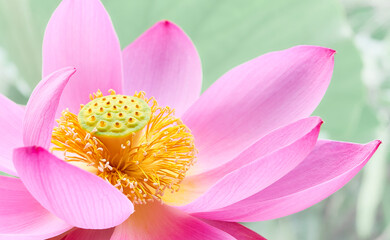 Lotus flower (Nelumbo, Nelumbo nucifera, Nelumbo komarovii)..Beautiful rare blooming lotus close-up