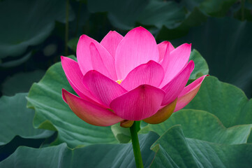 Lotus flower (Nelumbo, Nelumbo nucifera, Nelumbo komarovii)..Beautiful rare blooming lotus close-up