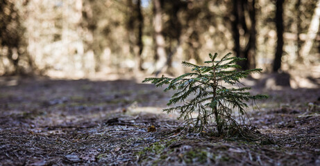 A small Christmas tree grows in the forest. Copy space. A small evergreen spruce stands on the...