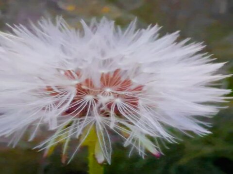 diente de le&oacute;n