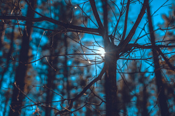 The rays of the sun break through the branches of a tree in the forest. The spring sun shines...