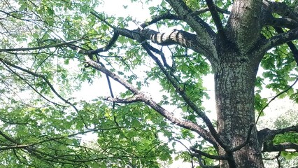 tree in the forest sky