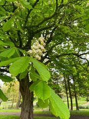 green leaves in spring