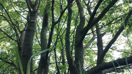 Fototapeta premium Branches in the forest trees