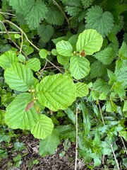 plants in the garden