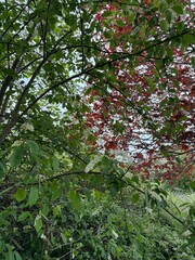 red and green leaves