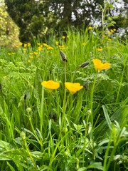 yellow flowers in the garden