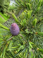 christmas tree branch with cones