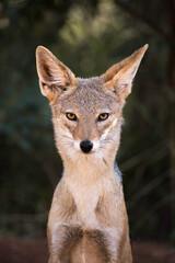 Black-backed jackal (Canis mesomelas) close up of its head looking at the camera directly