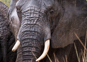 Closeup of an African elephant (Loxodonta) face standing facing camera