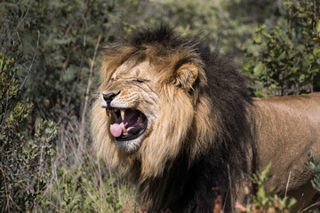 Male lion making a funny face, detecting scent by opening its mouth to detect pheromones