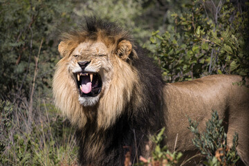 Male lion making a funny face, detecting scent by opening its mouth to detect pheromones