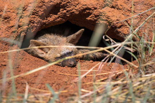 Aardwolf (Proteles cristata) resting in its burrow in an old ant hill laying down sleeping
