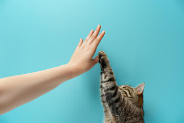 
A human hand high-fiving the paw of a cat, isolated on a pastel blue background. concept for a...