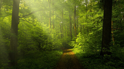 Autumn Forest Nature Landscape
