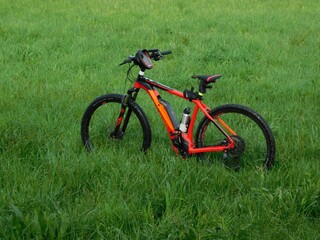 Obraz premium forest