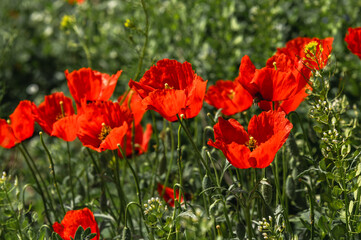 Fototapeta premium Bright blooming poppies close-up. Spring in Kyrgyzstan. Selective focus.