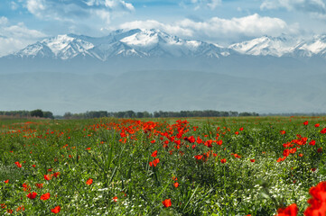 Green fields with cereal crops and red poppies against the backdrop of snow-capped mountains....