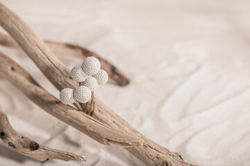 Dry branches, sand and a sprig of brunia. Abstract composition in warm colors, product presentation, selective focus. Ecological materials.