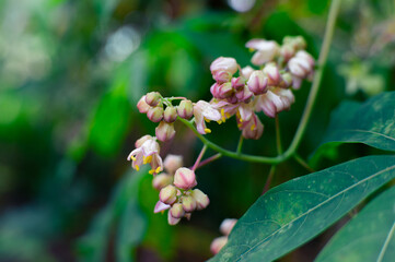 leaves in an aesthetic garden, macro, close up