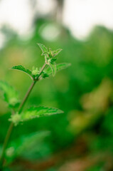 leaves in an aesthetic garden, macro, close up