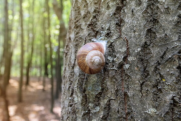Brown snail living on a tree in summer