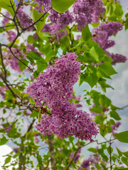 branch of blooming lilac