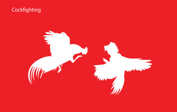 Two chicken silhouettes quarreling on white Beautiful battle of cockapoos, vector illustration