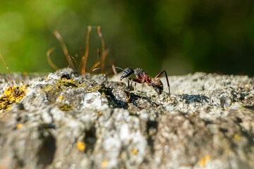An ant walks across a rough stone, its tiny form contrasting against the rocky texture. The close-up captures the fine details of the ant’s body and the irregular patterns of the stone.