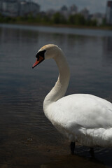 Graceful, beautiful, white swan on the canal
