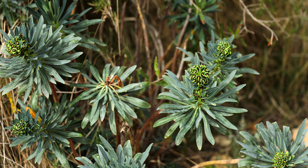 Spurge Euphorbia flowering at the edge of the field