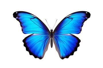 Blue Morpho Butterfly isolated on black background