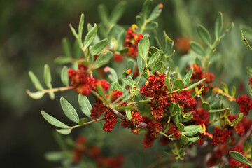 Mastic bush wild pistachio red flowering