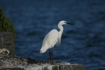 Egretta garzetta in posa sul molo