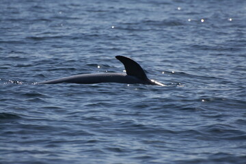 Fototapeta premium Pinna delfino che si immerge a mare