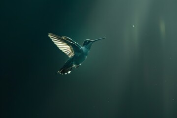 Obraz premium Hummingbird Flying With Wings Spread