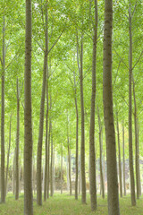 Fototapeta premium PLANTACIÓN DE CHOPOS