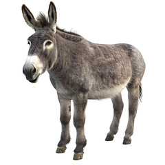 Fototapeta premium Donkey Isolated on transparent background, png