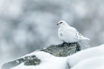 White Bird Perched on Snowy Rock