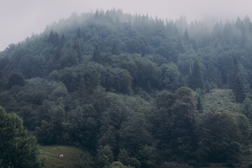 The Carpathian region of Ukraine near the village of Yaremche