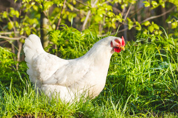 white chicken among green grass
