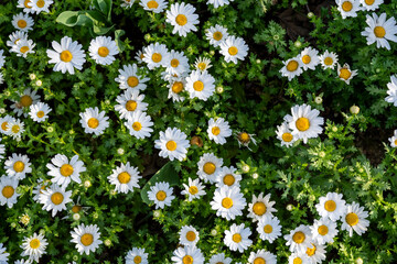 Bed of daisies in Gulhame Park in Istanbul