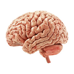 Human brain.