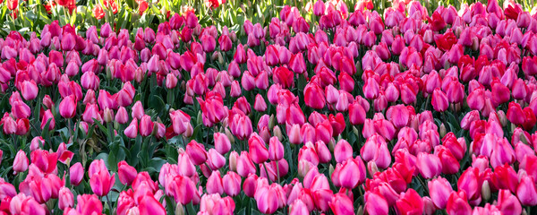 Flowerbeds of colorful tulips in Gulhane Park in Istanbul