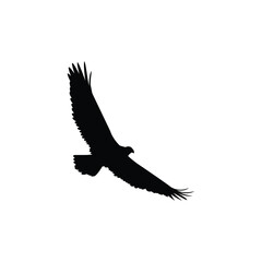 Obraz premium Fly eagle silhouette vector