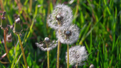 Dandelion blowing in sunlight. Summer background